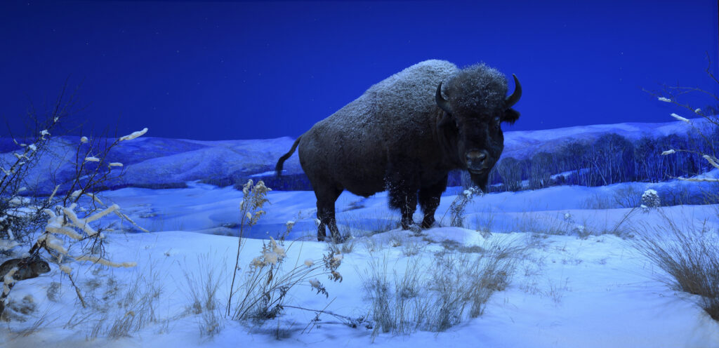 Image of snowy diorama at night with bison at the center.