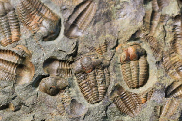 State Fossil: Trilobite - The State Museum Of Pennsylvania